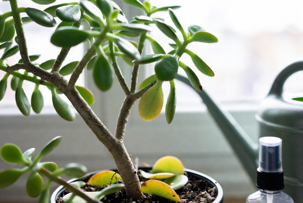 Mon arbre de jade perd ses feuilles : pourquoi et comment réagir