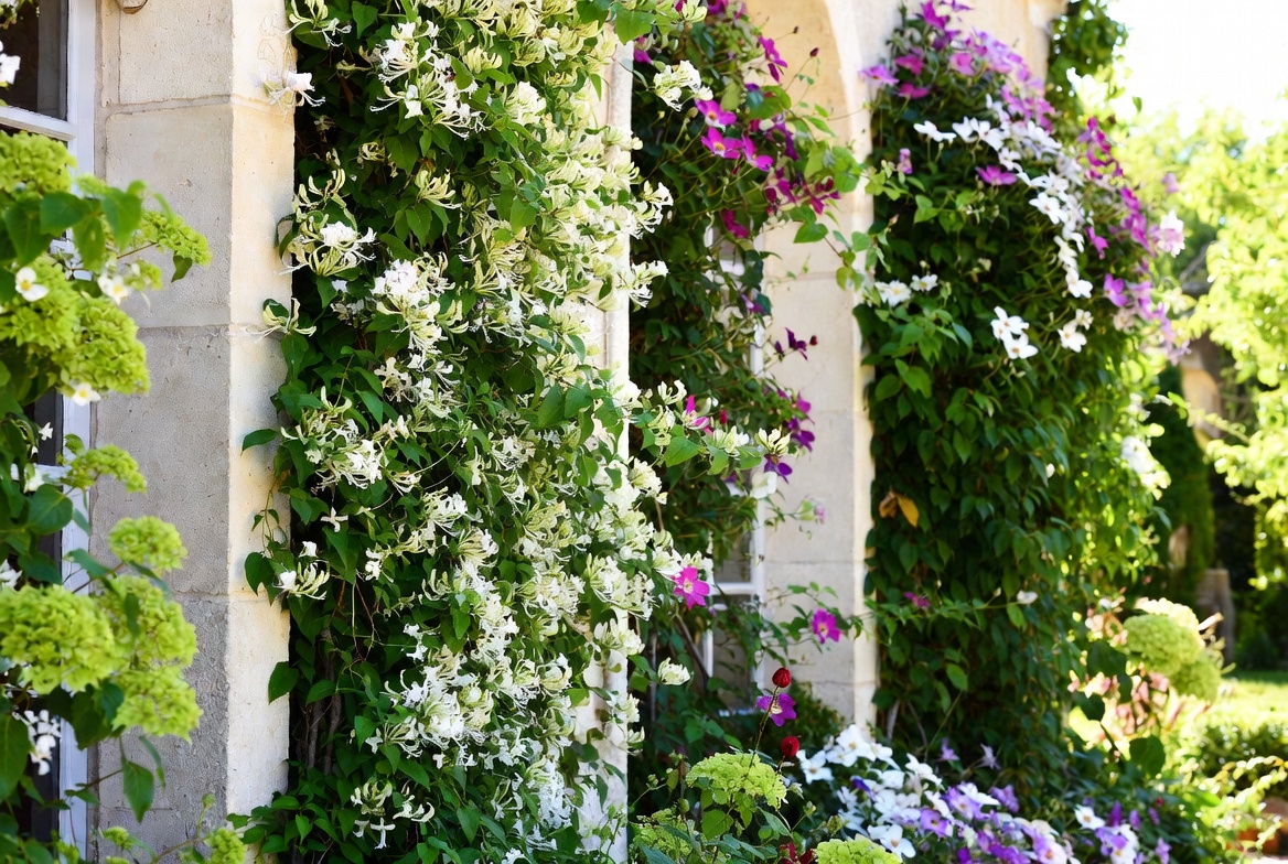 5 plantes grimpantes qui n&rsquo;abîment pas les murs
