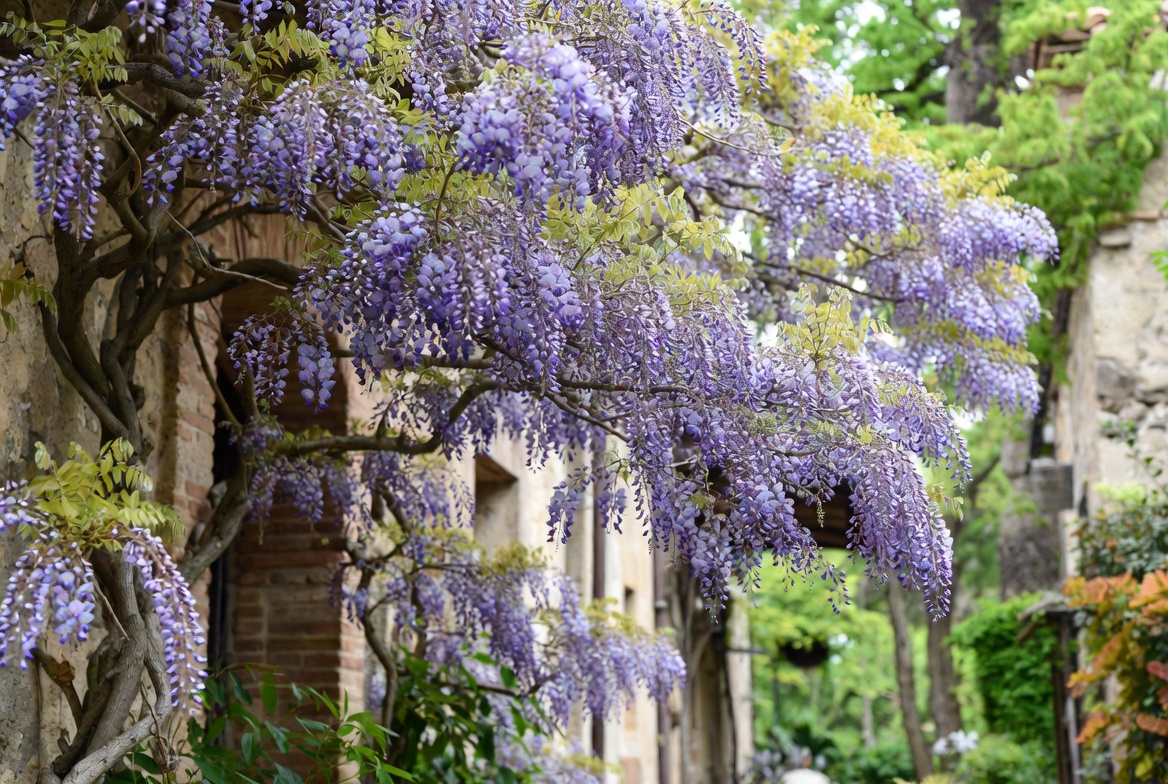 La glycine abîme-t-elle vraiment les murs ? Ce qu’il faut savoir avant de planter